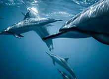 星空体育app官方下载-湖人115-107逆转掘金 东契奇38+13+10詹姆斯准三双